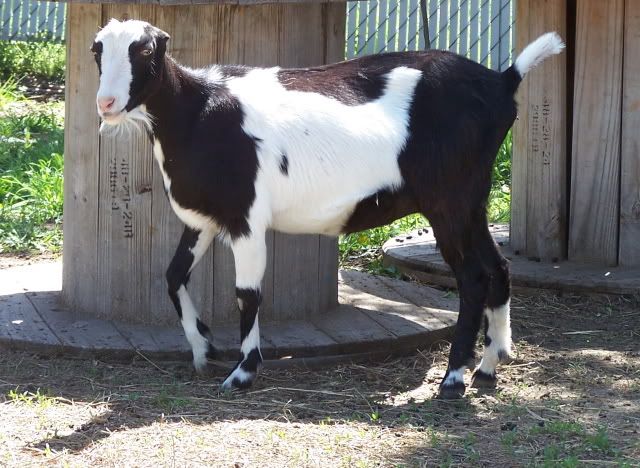 Pics...lots of them - Goats