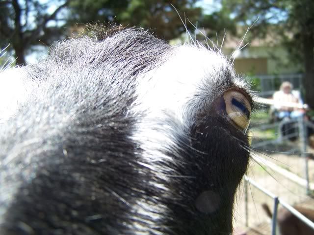 Pics...lots of them - Goats