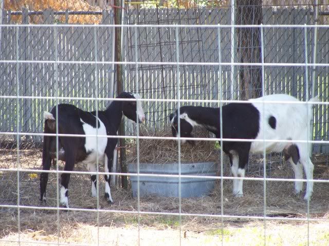 Pics...lots of them - Goats