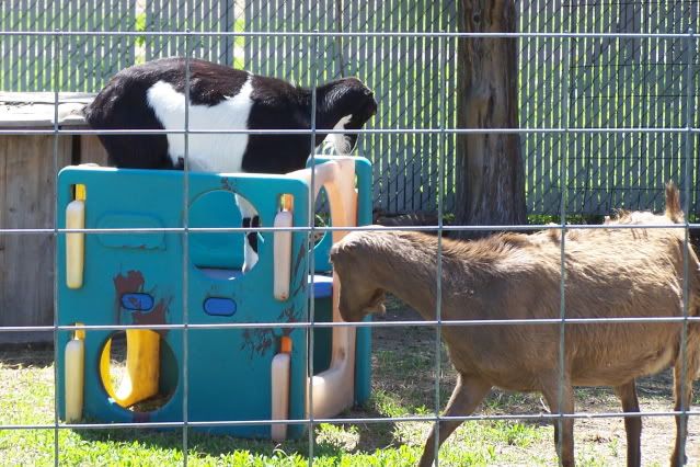 Pics...lots of them - Goats