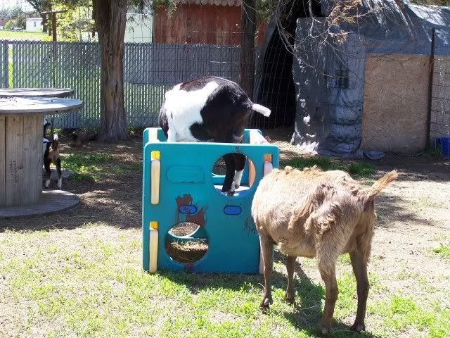 Pics...lots of them - Goats