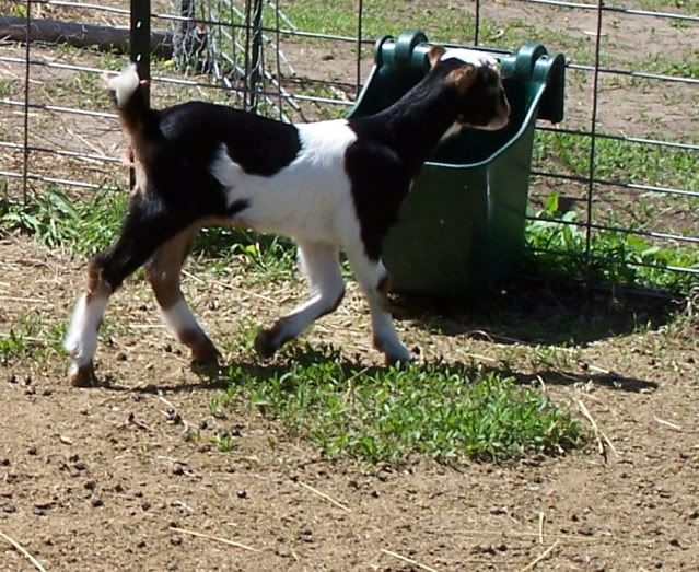 Pics...lots of them - Goats