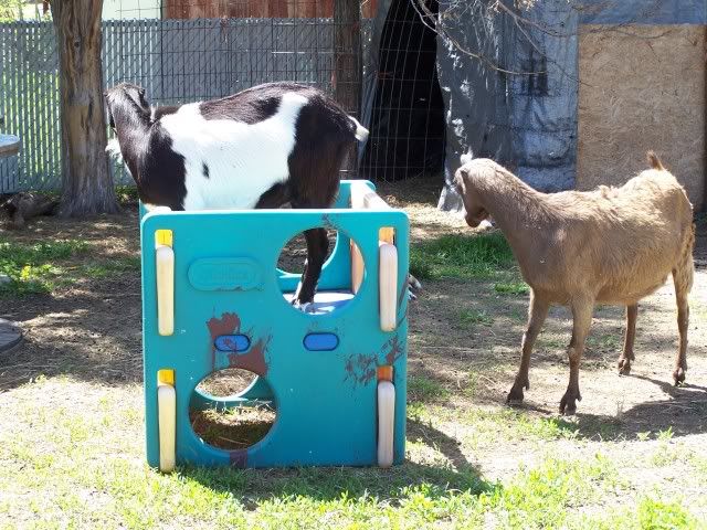 Pics...lots of them - Goats