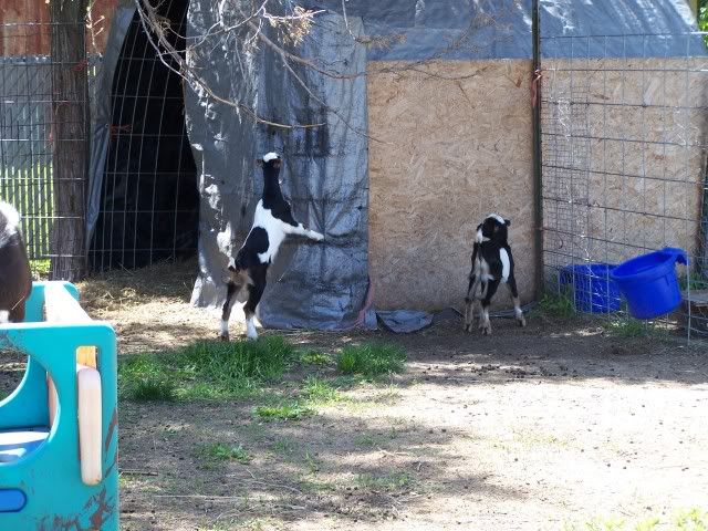 Pics...lots of them - Goats