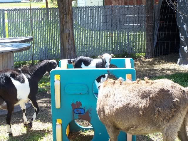 Pics...lots of them - Goats