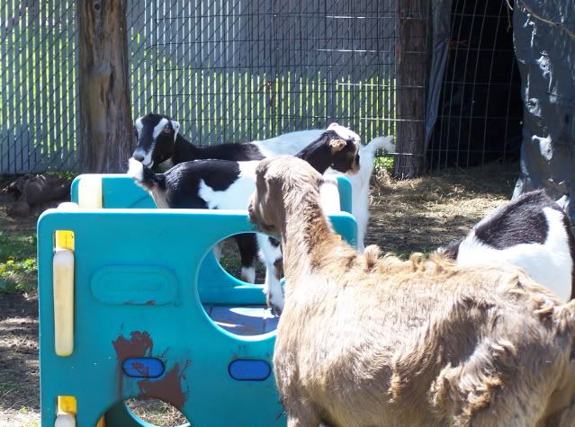 Pics...lots of them - Goats