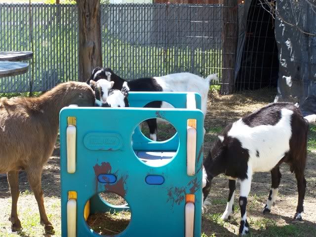 Pics...lots of them - Goats