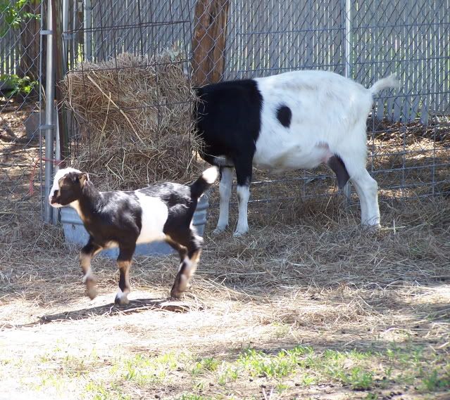 Pics...lots of them - Goats