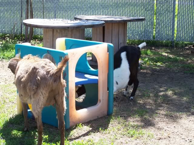 Pics...lots of them - Goats