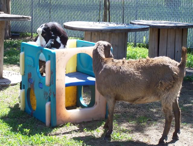 Pics...lots of them - Goats