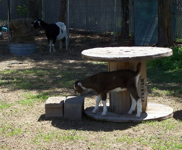 Pics...lots of them - Goats