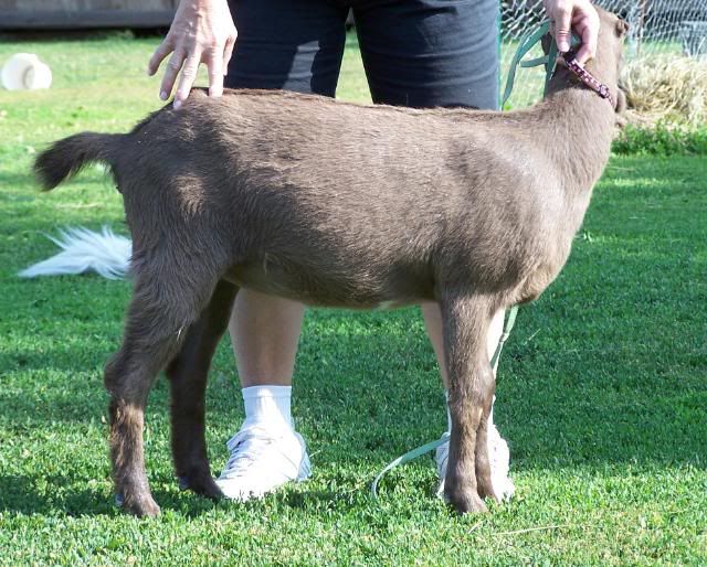 For Sale and Wanted - Goats