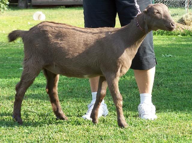 For Sale and Wanted - Goats