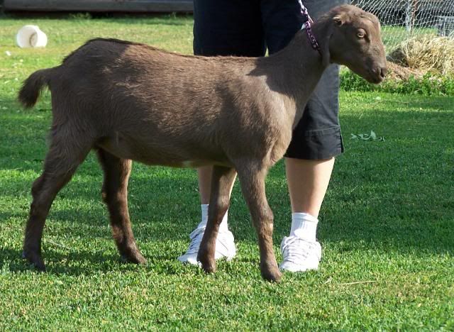 For Sale and Wanted - Goats