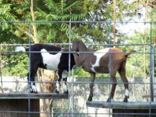 Lots of pics - Goats