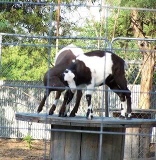 Lots of pics - Goats