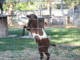 Lots of pics - Goats