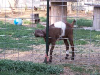 Lots of pics - Goats