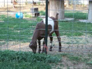 Lots of pics - Goats