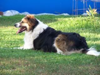 Lots of pics - Goats