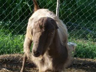 Lots of pics - Goats