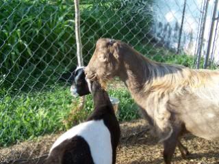 Lots of pics - Goats