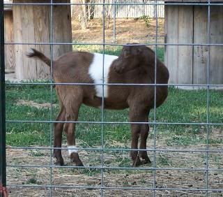 Lots of pics - Goats