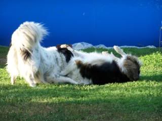 Lots of pics - Goats