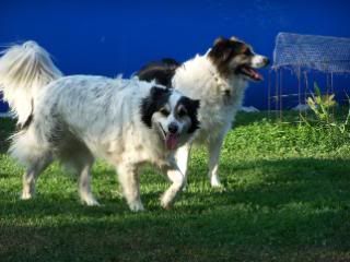 Lots of pics - Goats