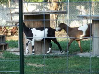 Lots of pics - Goats