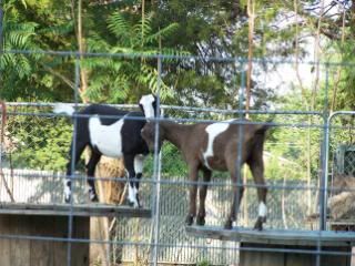 Lots of pics - Goats