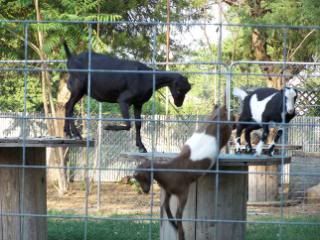 Lots of pics - Goats