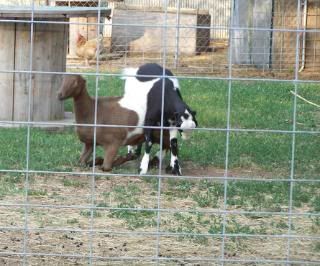 Lots of pics - Goats