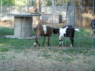 Lots of pics - Goats