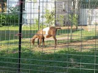 Lots of pics - Goats