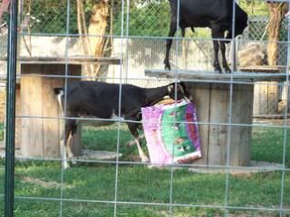 Lots of pics - Goats