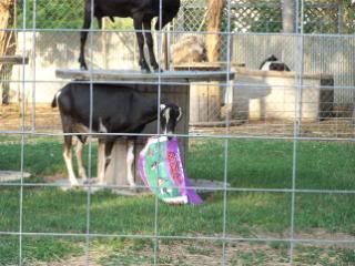 Lots of pics - Goats