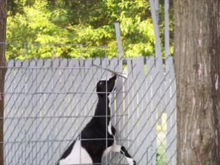 Lots of pics - Goats