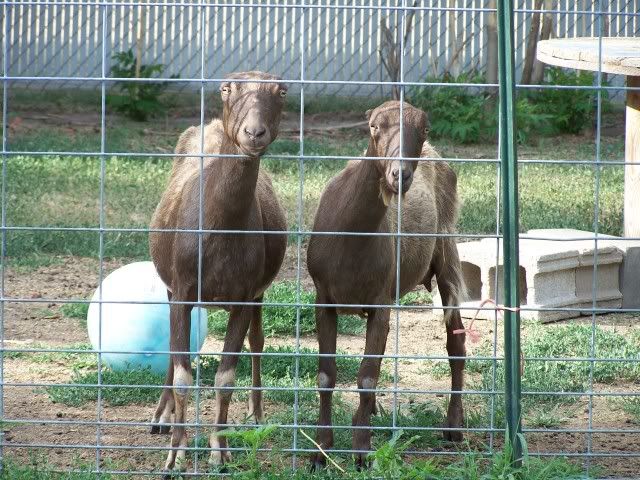 Pics! - Goats