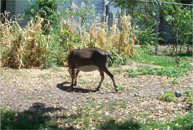 Out Roaming Around - Goats