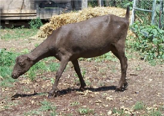 Out Roaming Around - Goats