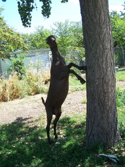 Out Roaming Around - Goats