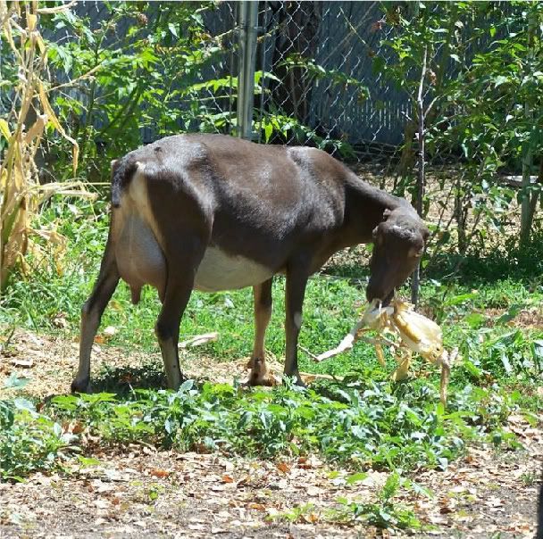 Out Roaming Around - Goats