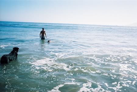 Swimming Dog