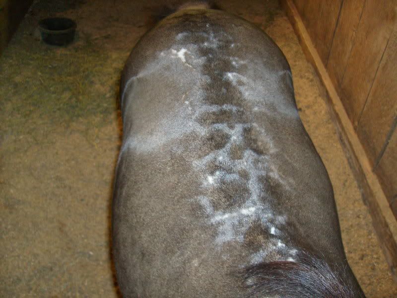 Welts? on back Miniature Horse Talk Forums