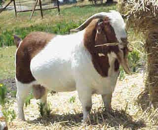 boer_goat_antlers.jpg