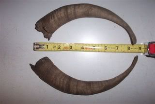 boergoat_horn.jpg