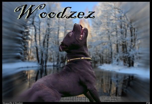 Staffies Power To Woodzez