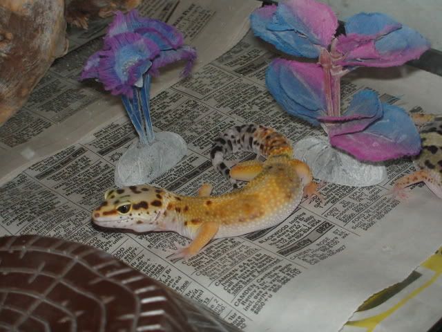 LeopardGecko009.jpg