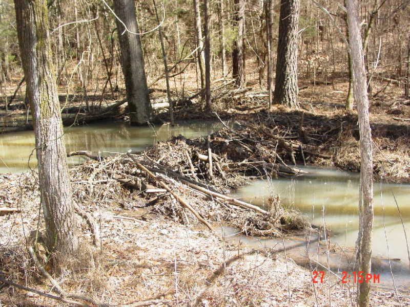 Beaverdams008resized.jpg
